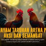 Jenis Ayam Aduan Terbaik dan Odds di SV388 Sabung Ayam Online