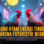 Mengenal Jenis Ayam Aduan Terbaik dalam Sabung Ayam SV388