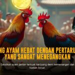 Mengenal Jenis Ayam Aduan Sabung Ayam SV388 Terpopuler