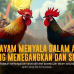 Rahasia Sabung Ayam Online di SV388 yang Bikin Ketagihan