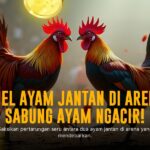 Sensasi Tinggi Sabung Ayam SV388: Jenis Ayam, Odds, dan Provider Terpercaya