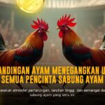 Fakta Unik Sabung Ayam SV388, Panduan Lengkap dan Odds Terbaik