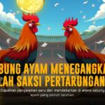 Raungan SV388: Sabung Ayam Online yang Menggetarkan