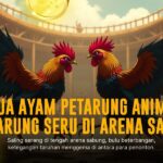 Mengenal Jenis Ayam dan Odds Sabung Ayam SV388 Terbaru